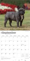 Franse Bulldog Kalender 2026 - thumbnail