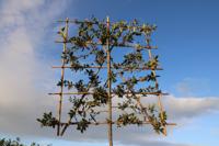 Lei steeneik - thumbnail