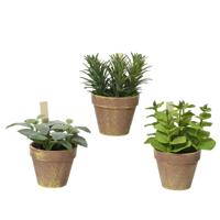 Plant in pot 15x15x17cm - thumbnail