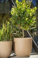 Bolvormige bloempot - CAPI EUROPE - Gladde NL - 35 x 34 cm - Beige - thumbnail