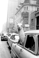 A Llama In Times Square Poster 61x91.5cm - thumbnail
