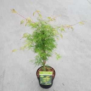 Japanse esdoorn (Acer palmatum "Emerald Lace") heester Japanse esdoorn (Acer palmatum "Emerald Lace") heester