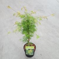Japanse esdoorn (Acer palmatum "Emerald Lace") heester - thumbnail