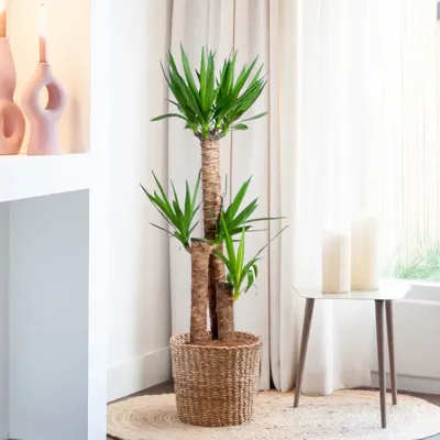 Palmlelie - Grote Yucca - P24 Palmlelie - Grote Yucca - P24