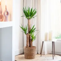 Palmlelie - Grote Yucca - P24 - thumbnail