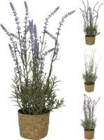 Plant lavendel in mandje 46x15cm - thumbnail