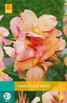 Canna peach blush bol/knol JUB 1 stuks - Jub