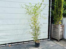 Bamboe - Spectabilis - hoogte 125-150 cm