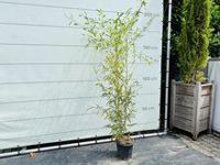 Bamboe - Spectabilis - hoogte 125-150 cm - thumbnail