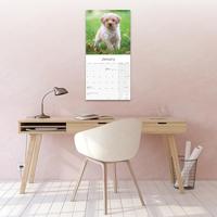 Tibetaanse Terrier Kalender 2026 - thumbnail