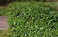 Laurier haag - thumbnail