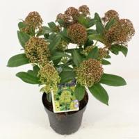 Skimmia (Skimmia Japonica “Fragrant Cloud”) heester - 25-30 cm (C2) - 6 stuks - thumbnail