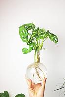 Flora Stekjesvaas - thumbnail