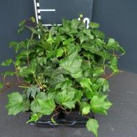 Klimop (hedera helix "Green Ripple") bodembedekker - 6-pack - 1 stuks - thumbnail