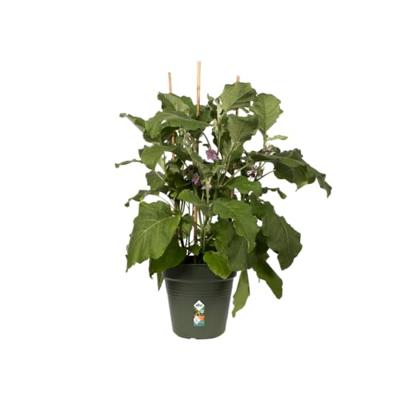 Elho Green Basics Plantenschotel Groen Ø17cm - thumbnail