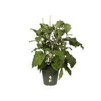 Elho Green Basics Plantenschotel Groen Ø17cm - thumbnail