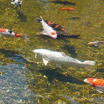 Filters AlgClear UVC 55000 / 55 W Ubbink - Ubbink Filters AlgClear UVC 55000 / 55 W Ubbink - Ubbink