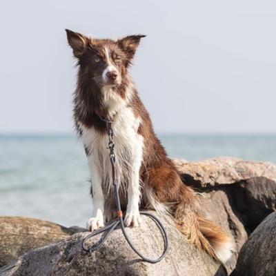 TRIXIE BE NORDIC HONDENRIEM LEER BRUIN 120X0,8 CM - thumbnail