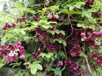 Schijnaugurk - thumbnail