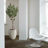 Eucalyptus Kunstboom op stam 170cm - thumbnail