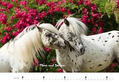 Pferde Kalender 2026 Wandkalender: Der Tierkalender mit den charmanten Namen Pferde Fohlen Stuten Naturkalender