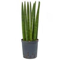 Sansevieria cylindrica straight S hydrocultuur plant - thumbnail