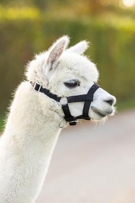 Alpaca halster zwart