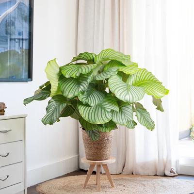 plantje.nl Calathea Orbifolia Pauwenplant, Groen