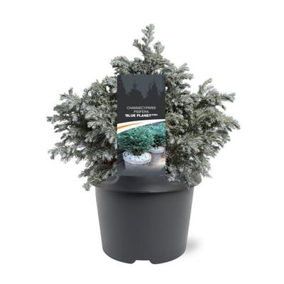 Chamaecyparis pis. Blue Planet pbr 25-30 cm Conifeer - Warentuin natuurlijk