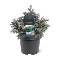 Chamaecyparis pis. Blue Planet pbr 25-30 cm Conifeer - Warentuin natuurlijk