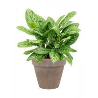 Plant in Pot Aglaonema Stripes 60 cm kamerplant in Terra Cotta Grijs 31 cm bloempot - thumbnail