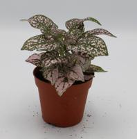 Kamerplant Hypoestes roze - Warentuin natuurlijk