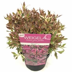 Weigela Florida struik Monet - 3 stuks