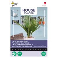 Buzzy - House Plants Washingtonia filifera - Californische palm