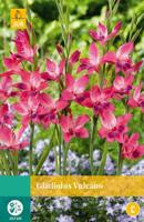 Gladiolus vulcano JUB 10 bloembollen - Jub