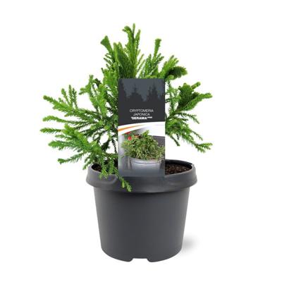Cryptomeria japonica Serama pbr 25-30 cm Conifeer - Warentuin natuurlijk