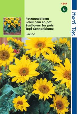 Helianthus Annuus Pacino, Lage Potzonnebloem - Hortitops