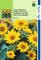 Helianthus Annuus Pacino, Lage Potzonnebloem - Hortitops
