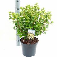 Hydrangea Paniculata "Bobo"® pluimhortensia - 30-40 cm - 1 stuks