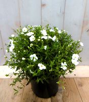 Arenaria bergzandkruid - Warentuin natuurlijk