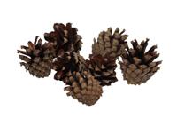 HBX Natural Living Dennenappel zak 200gr