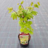 Japanse esdoorn (Acer circinatum "Burgundy Jewel") heester - thumbnail