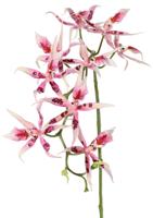 Spiderorchidee brassia roze met 9 bloemen & 2 plastic knoppen kunstbloem zijde nepbloem - Driesprong collection