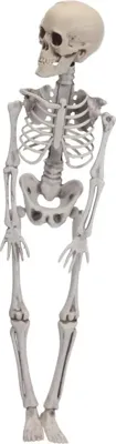Halloween figuur skelet 40cm wit