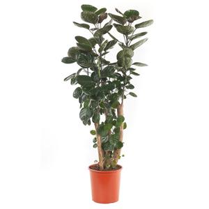 Polyscias Fabian P 26 cm