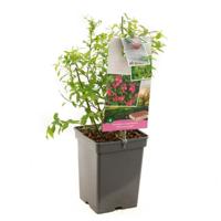 Bosbes Vaccinium cor. Pink Lemonade struik