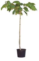 2 stuks! Perzische slaapboom Albizia julibrissin h 125 cm st. omtrek 3 cm st. h 80 cm boom - Warentuin Natuurlijk - thumbnail