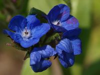 Italiaanse Ossentong