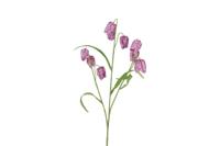 Decostar zijdebloem Fritullaria 70 cm paars