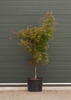 Japanse esdoorn Osakazuki Acer palmatum Osakazuki h 137,5 cm - Warentuin Natuurlijk